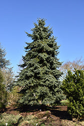 Picea engelmannii (Engelmann Spruce)