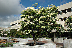 Syringa reticulata 'Ivory Silk' (Ivory Silk Japanese Tree Lilac)