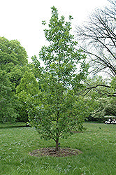 Quercus frainetto 'Schmidt Forest Green' (Forest Green Oak)