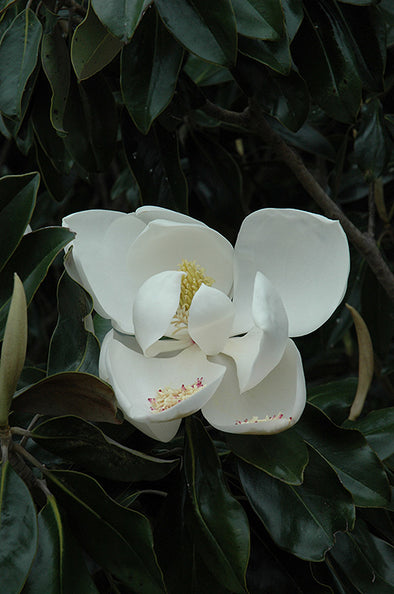 Magnolia grandiflora 'DD Blanchard'