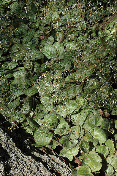 Saxifraga stolonifera (Creeping Saxifrage)