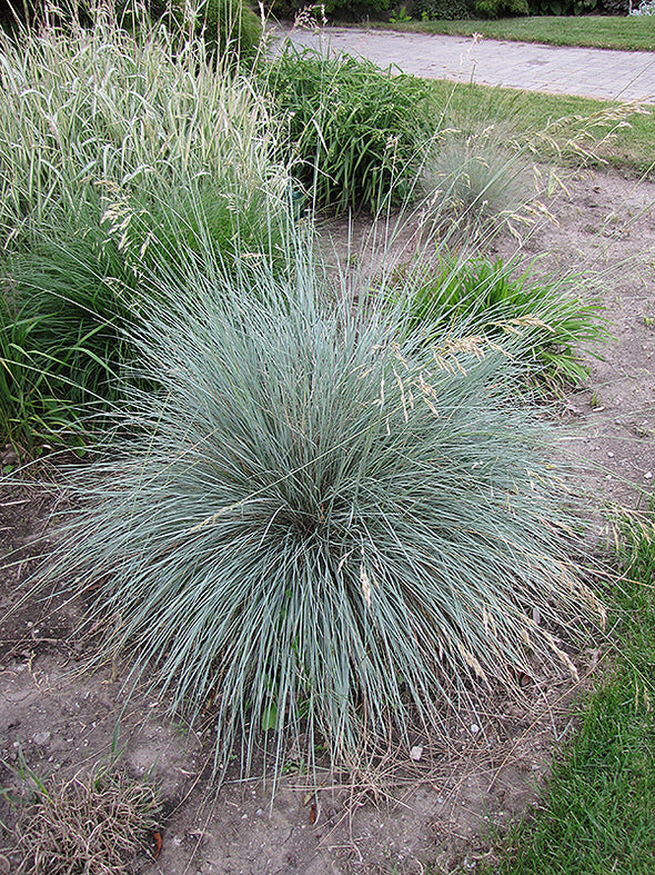Helictotrichon sempervirens (Blue Oat Grass)