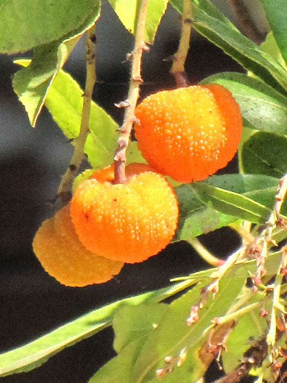 Arbutus 'Marina' (Strawberry Tree)