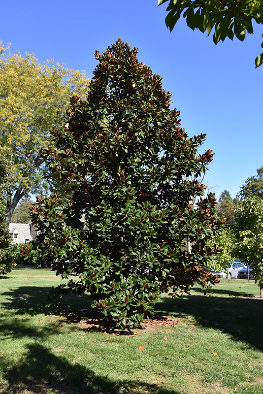 Magnolia grandiflora 'DD Blanchard'