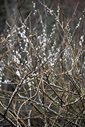 Salix hookeriana (Dune Willow)