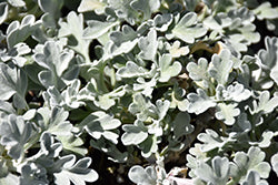 Artemisia stelleriana 'Boughton Silver' (Wormwood)