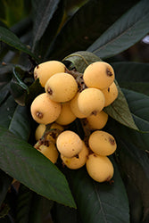 Eriobotrya japonica (Loquat)