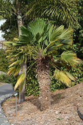 Trachycarpus fortunei 'Wagnerianus' (Waggy Palm)
