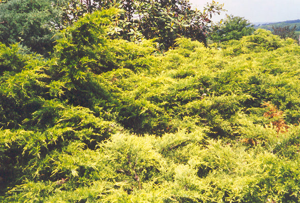 Juniperus x media 'Pfitzeriana Aurea' (Golden Pfitzer Juniper)