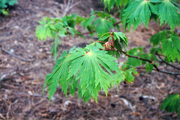 Acer japonicum (Fullmoon Maple)