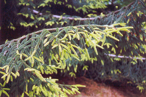 Picea orientalis 'Aurea' (Golden Oriental Spruce)