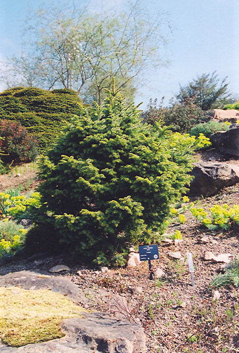 Picea omorika 'Nana' (Dwarf Serbian Spruce)