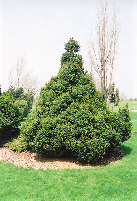 Picea abies 'Ohlendorfii' (Ohlendorf Spruce)