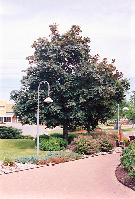 Acer platanoides 'Deborah' (Norway Maple)