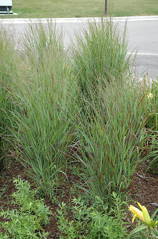 Panicum virgatum 'Shenandoah' (Shenandoah Reed Switch Grass)