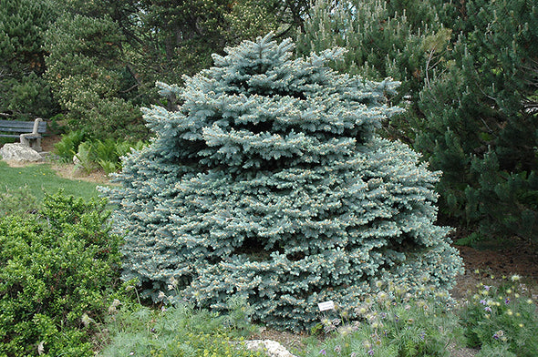 Picea pungens 'Montgomery' (Montgomery Blue Spruce)