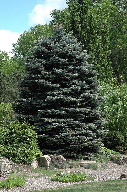 Picea pungens 'Fat Albert' (Fat Albert Blue Spruce)