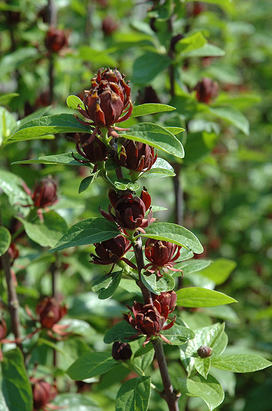 Calycanthus floridus (Common Sweetshrub)