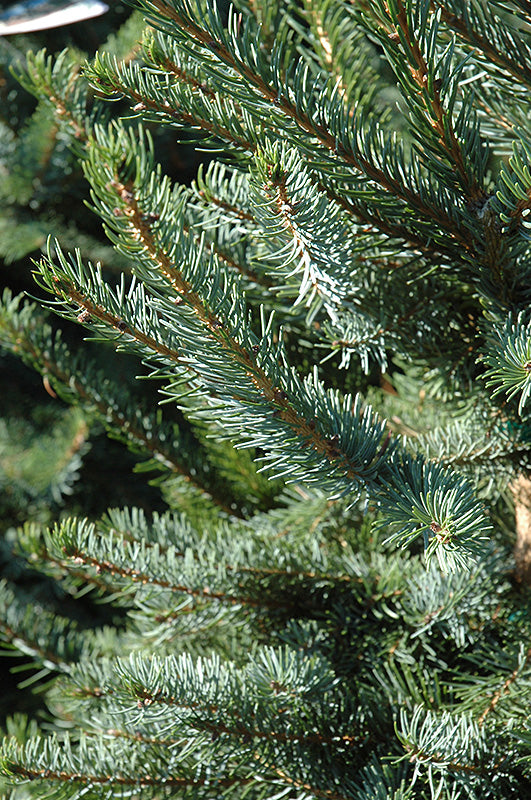 Picea omorika 'Bruns' (Bruns Spruce)