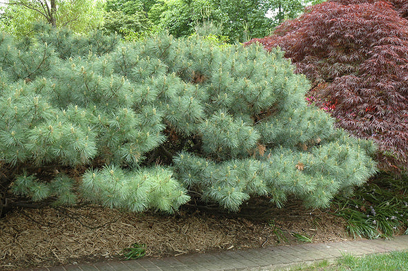 Pinus strobus 'Nana' (Dwarf White Pine)