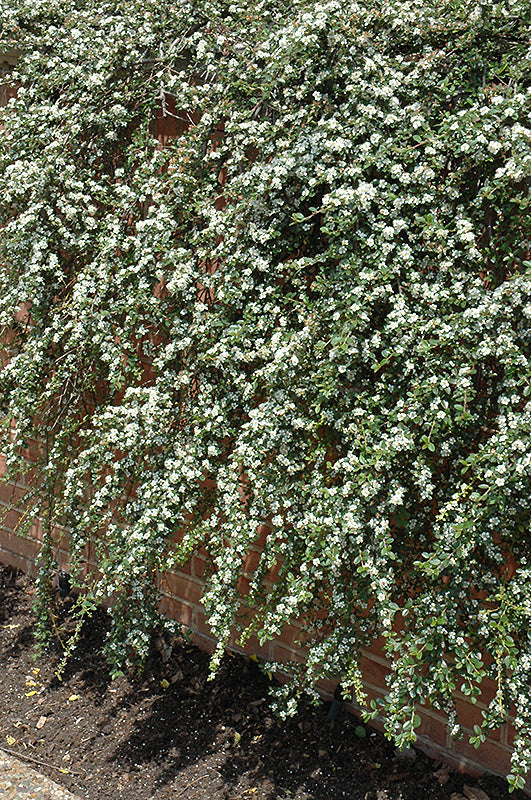 Cotoneaster dammeri 'Coral Beauty' (Coral Beauty Cotoneaster)