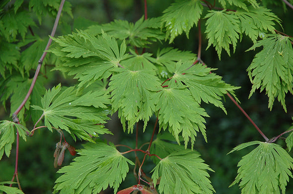 Acer japonicum 'Aconitifolium' (Cutleaf Fullmoon Maple)
