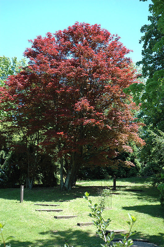 Acer palmatum 'Atropurpureum' (Purple-Leaf Japanese Maple)