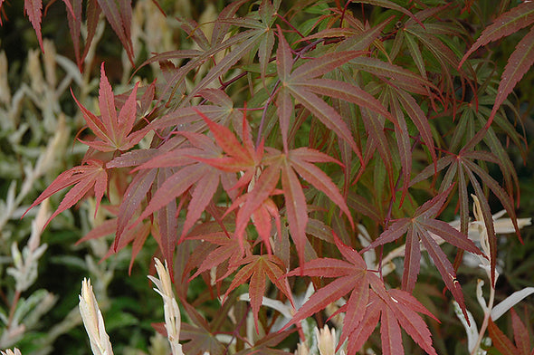 Acer palmatum 'Red Pygmy' (Dwarf Japanese Maple)