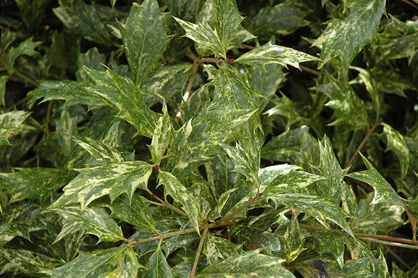 Osmanthus heterophyllus 'Goshiki' (Variegated False Holly)