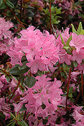 Azalea japonica 'Hardijzer's Beauty'