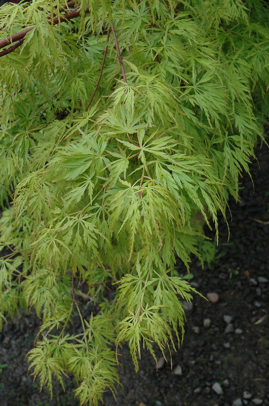 Acer palmatum dissectum 'Seiryu' (Cutleaf Japanese Maple)
