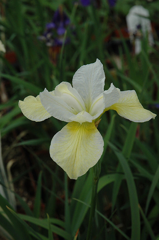 Iris sibirica 'Butter And Sugar'