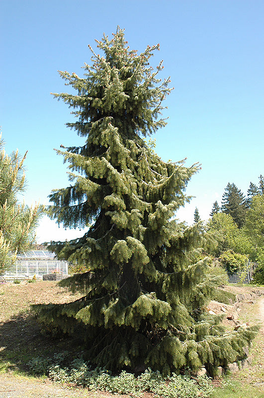 Picea breweriana (Brewer's Weeping Spruce)