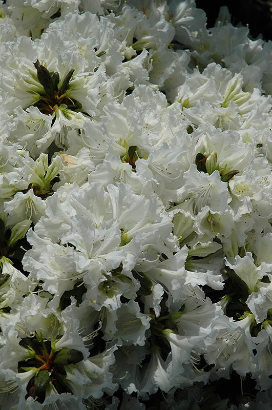 Azalea japonica 'Hino White'
