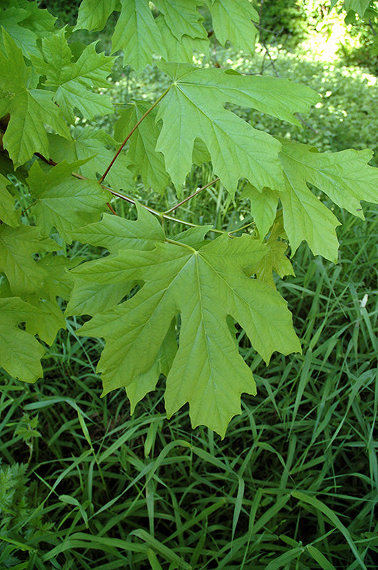 Acer macrophyllum (Big Leaf Maple)
