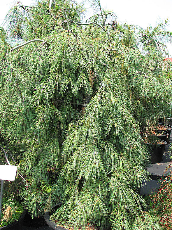 Pinus strobus 'Pendula' (Weeping White Pine)