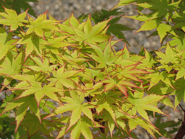 Acer palmatum 'Sango Kaku' (Japanese Maple)