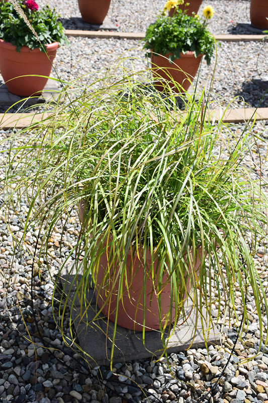 Miscanthus sinensis 'Little Miss' (Maiden Grass)