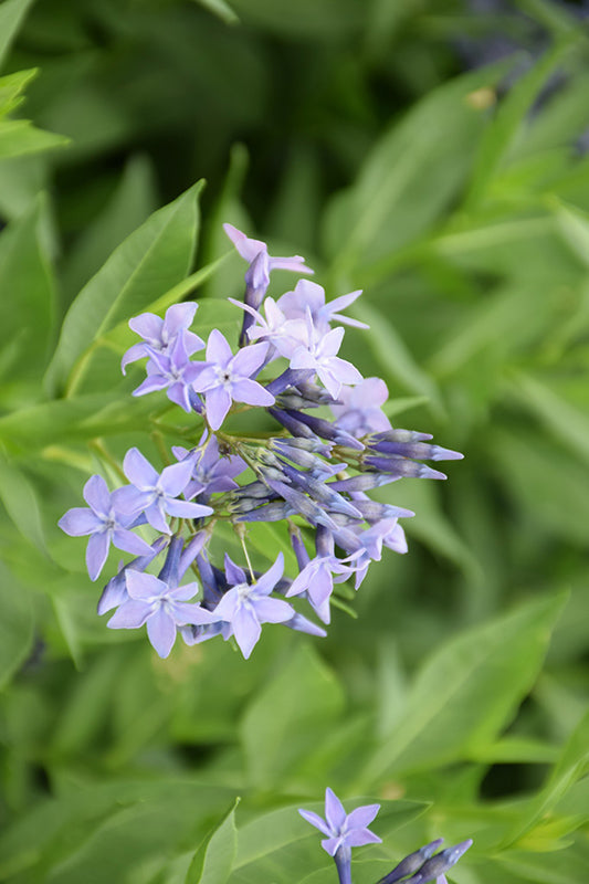 Amsonia tabernaemontana 'Blue Ice' (Blue Ice Star Flower)