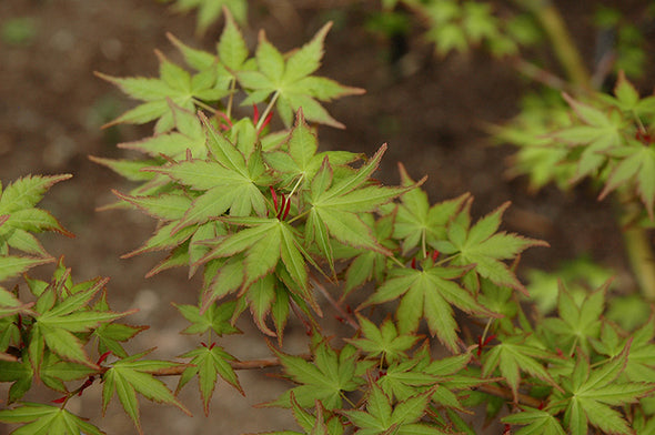 Acer palmatum 'Tsukasa Silhouette' (Japanese Maple)