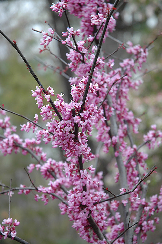 Cercis canadensis 'Forest Pansy' (Redbud)
