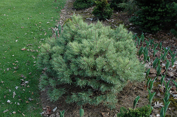 Pinus sylvestris 'Beacon Hill' (Beacon Hill Scotch Pine)