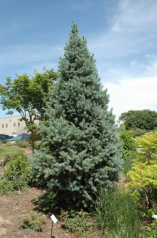 Picea pungens 'Fastigiata' (Upright Colorado Spruce)