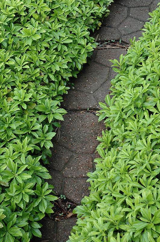 Pachysandra terminalis 'Green Carpet' (Green Carpet Japanese Spurge)