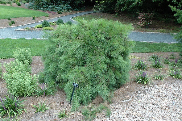 Pinus densiflora 'Pendula' (Weeping Japanese Red Pine)