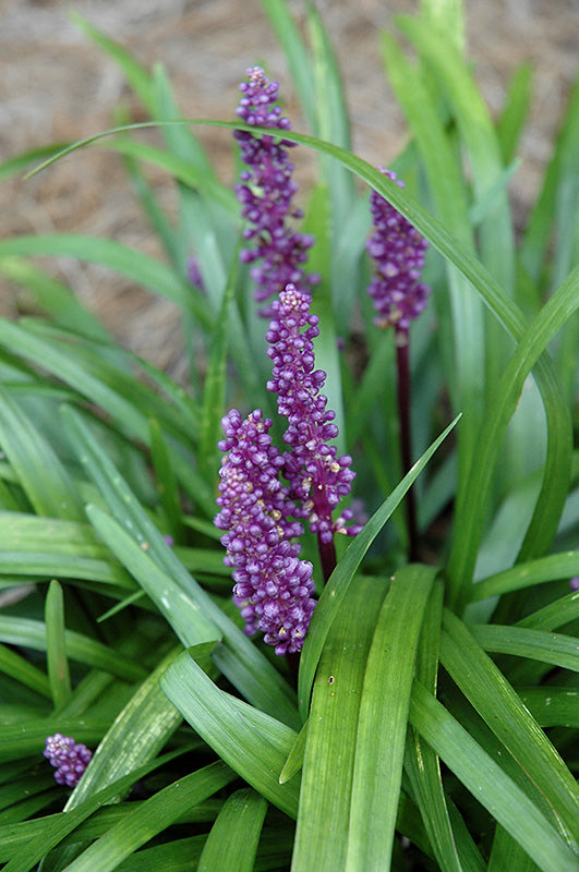 Liriope muscari 'Royal Purple' (Royal Purple Lily Turf)