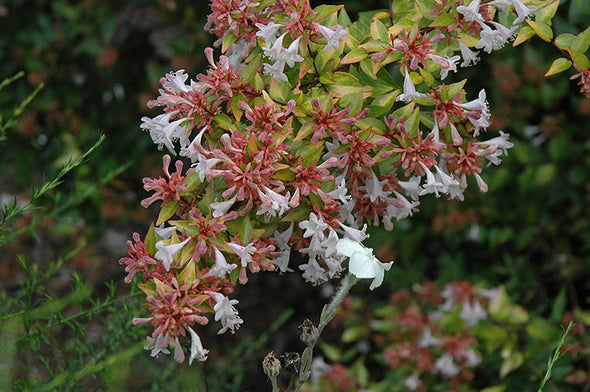 Abelia x grandiflora 'Francis Mason' (Abelia)