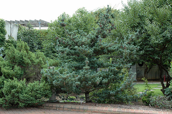 Pinus parviflora 'Brevifolia' (Blue Short-Needled Japanese Pine)