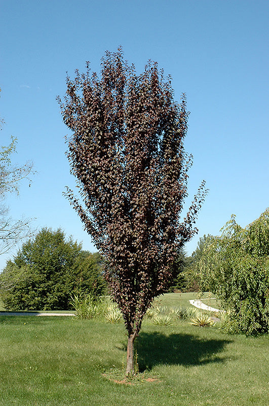 Prunus cerasifera 'Crimson Pointe' (Crimson Pointe Plum)