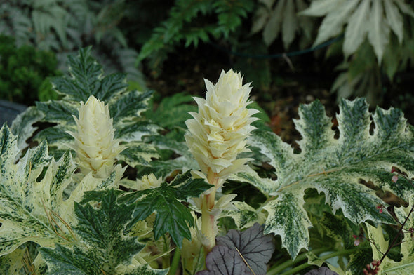 Acanthus 'Whitewater' (Bear's Breeches)